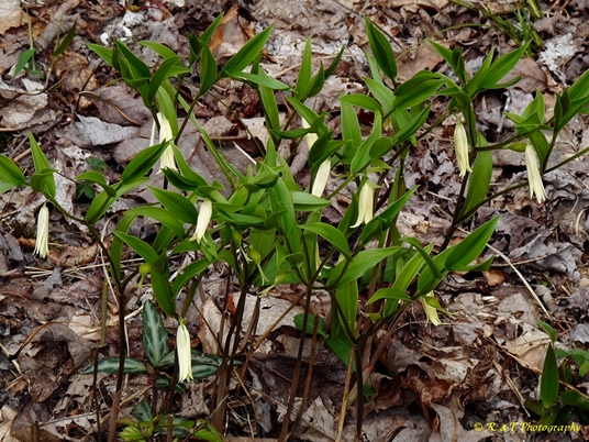 {Uvularia puberula}
